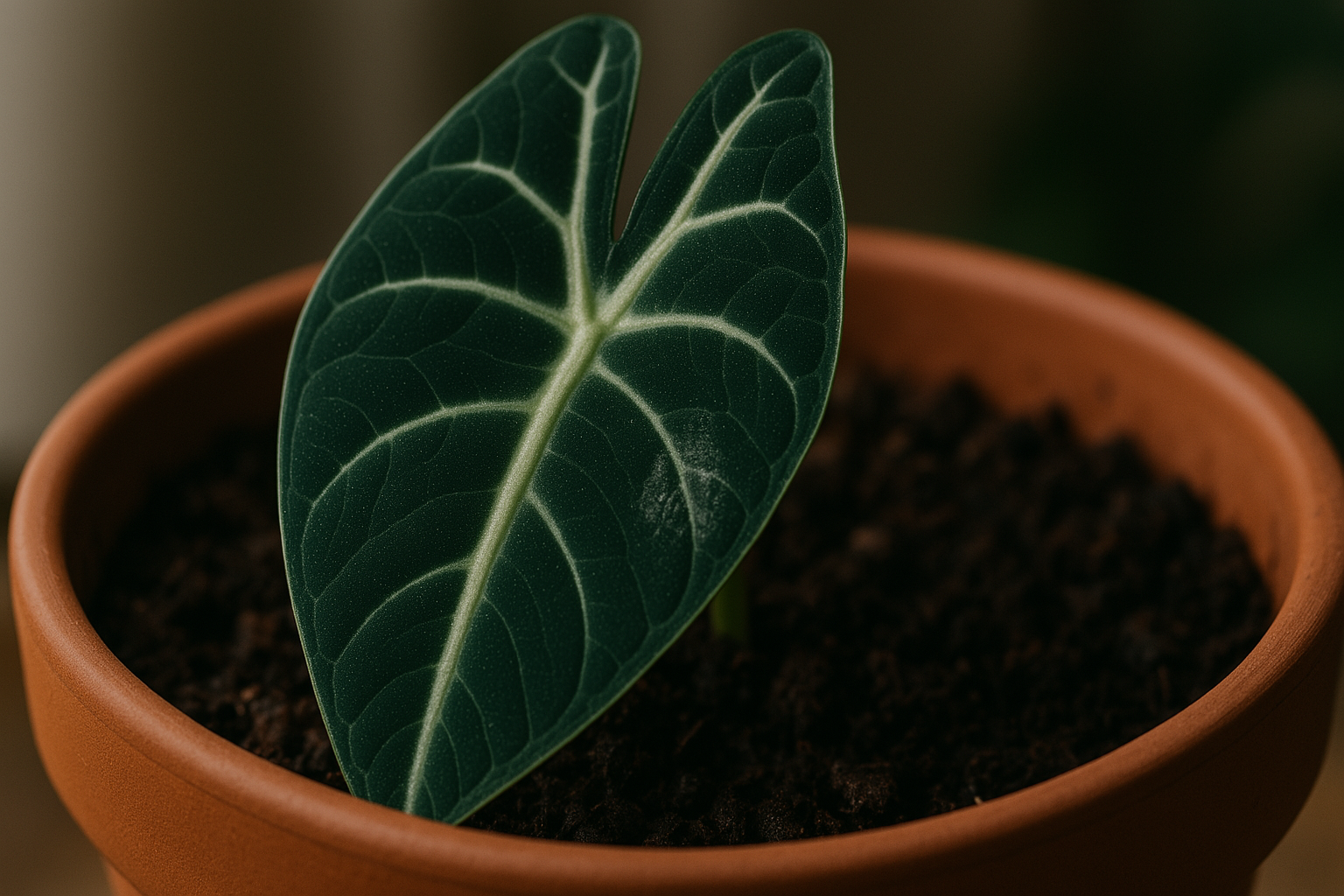 Close-up of vibrant Alocasia Polly leaf over dark soil, illustrating care tips for fungus gnats alocasia.