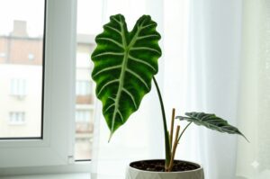 Tall Alocasia Zebrina plant next to a bamboo stake, illustrating supports for tall alocasias.