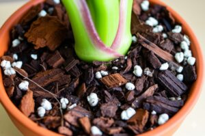 Close-up of airy Alocasia soil mix demonstrating the use of orchid bark alocasia for improved aeration.