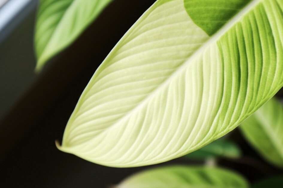 Close-up of an Alocasia leaf showing signs of alocasia losing color, with pale green patches appearing