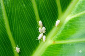 Close-up of white cottony mealybugs on Alocasia leaf near a vein.