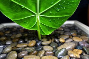 Close-up of Alocasia plant base on a humidity pebble tray, showing the setup for pebble tray alocasia humidity.