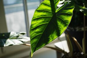 Healthy Alocasia leaf thriving indoors, demonstrating proper alocasia summer care techniques.