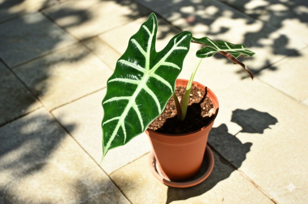 Lush potted Alocasia Zebrina thriving alocasia outdoors in dappled patio shade.