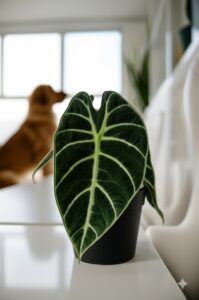 Detailed closeup of a stunning Alocasia leaf highlighting awareness of alocasia toxicity.