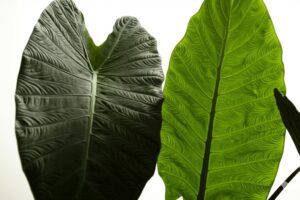 Close-up of three distinct elephant ear leaves highlighting the visual differences for Alocasia vs Colocasia vs Xanthosoma identification.