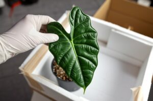 Close-up of hand inspecting an exotic Alocasia leaf, illustrating the risks and process of importing alocasias.