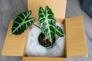 Healthy Alocasia plant carefully unpacked from box, illustrating how to safely buy alocasias online.