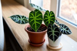 Healthy Alocasia Polly and Black Velvet plants, examples of easy alocasia for beginners, on a bright windowsill.