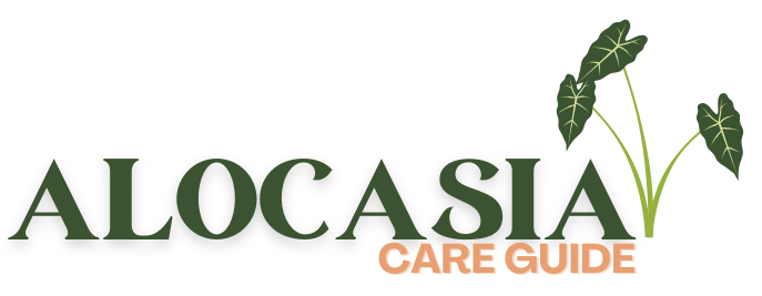 Alcoasia care guide