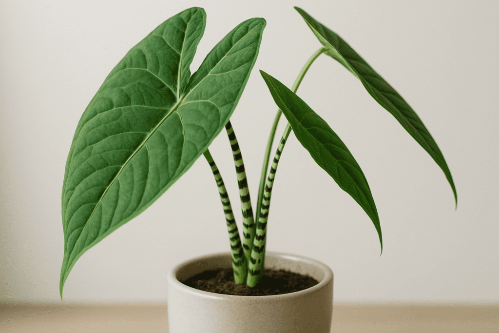 Healthy Alocasia Zebrina plant with striking striped stems thriving indoors, illustrating proper alocasia zebrina care.