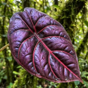 Alocasia Azlanii purple leaf veins close up macro photography