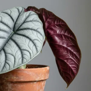 Alocasia Nebula Imperial Red leaf with thick metallic texture