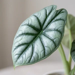 Alocasia Reversa close-up showing dark veins pattern on silver leaf